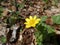 Ficaria verna, Ranunculus ficaria, closeup