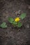 Ficaria verna, Ranunculus ficaria commonly known as lesser celandine or pilewort. Sprout of yellow flower on cracked