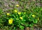 Ficaria verna (Ranunculus ficaria, .Ranunculaceae), commonly known as lesser celandine or pilewort