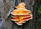 Ficaria verna (Ranunculus ficaria, .Ranunculaceae), parasitic yellow edible mushroom on a tree trunk