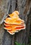 Ficaria verna (Ranunculus ficaria, .Ranunculaceae), parasitic yellow edible mushroom on a tree trunk