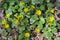 Ficaria verna wild plant flowering in forests during springtime, groundcover creeping yellow flowers in bloom