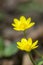 Ficaria verna wild plant flowering in forests during springtime, groundcover creeping yellow flowers in bloom