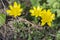 Ficaria verna wild plant flowering in forests during springtime, groundcover creeping yellow flowers in bloom