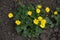 Ficaria verna with yellow flowers from above