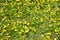 Ficaria verna yellow spring flowers as a background