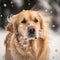 Fictional golden retriever dog representations, photography style, generative AI