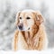 Fictional golden retriever dog representations, photography style, generative AI