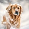 Fictional golden retriever dog representations, photography style, generative AI