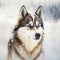 Fictional representations of Siberian husky in high quality, photo style, generative AI