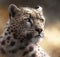 Fictional Wild Animals in High Quality Generative AI