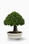 Ficus annulata tree or Topiary trees in the pot on white background