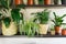 Ficus, bamboo palm tree, lily plant in a basket, in pots on shelf. Stylish wooden shelves with green houseplants.