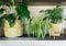 Ficus, bamboo palm tree, lily plant in a basket, in pots on shelf. Stylish wooden shelves with green houseplants.