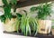 Ficus, bamboo palm tree, lily plant in a basket, in pots on shelf. Stylish wooden shelves with green houseplants.