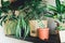 Ficus, bamboo palm tree, lily plant in a basket, in pots on shelf. Stylish wooden shelves with green houseplants.