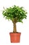A Ficus Benjamin in a brown pot