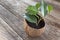 Ficus benjamin in coconut pot