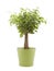 Ficus Benjamin in green pot