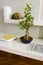 Ficus benjamina bonsai on the white shelves