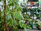 Ficus benjamina flower on a counter of shop. A green plant from the Moraceae family