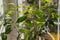 Ficus benjamina houseplant on windowsill
