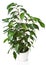 Ficus benjamina isolated