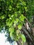 Ficus Benjamina Leaves