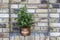 Ficus benjamina in a metal rustic pot