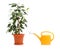 Ficus Benjamina and sprinkling can