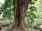 Ficus benjamina tree is big and has many roots