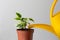 Ficus Benjamina is watered by yellow watering can on the white background