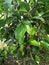 Ficus Benjamina (Weeping Fig)