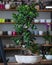 Ficus bonsai ginseng retusa