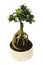 Ficus bonsai tree