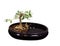 Ficus Bonsai Tree