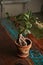 Ficus bonsai tree on old wooden table