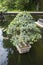 The Ficus bonsai in a tub in the middle of the pond as a decoration of park