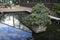 The Ficus bonsai in a tub in the middle of the pond as a decoration of park