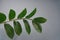 Ficus branch with fleshy leaves on a gray background