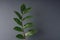 Ficus branch with fleshy leaves on a gray background