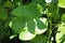 Ficus carica single leaf