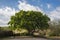 Ficus carica â€“ Common fig tree. Garraf, Spain