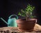 Ficus in a clay pot on a black background next to a green watering can