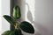 Ficus elastic plant rubber tree in a flower pot by the window with brown curtains. Selective focus with shadow and