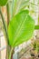 Ficus elastic plant rubber tree leaf, close up