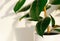 Ficus elastic plant rubber tree in a white ceramic flower pot