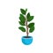 Ficus elastic or rubber plant in bright blue flowerpot. Tall houseplant with wide green leaves. Home potted plant. Flat