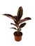 Ficus Elastica Belize