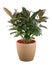 Ficus elastica (Indian Rubber Bush) in light brown flowerpot.